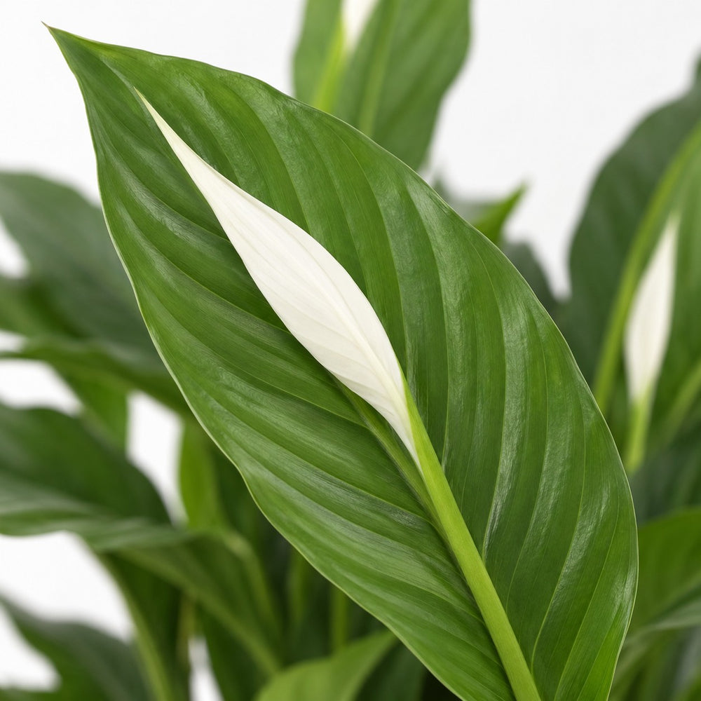 Spathiphyllum Torelli, Nahaufnahme Blatt
