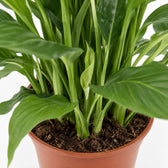 Spathiphyllum Torelli, Nahaufnahme Wuchs und Triebansatz