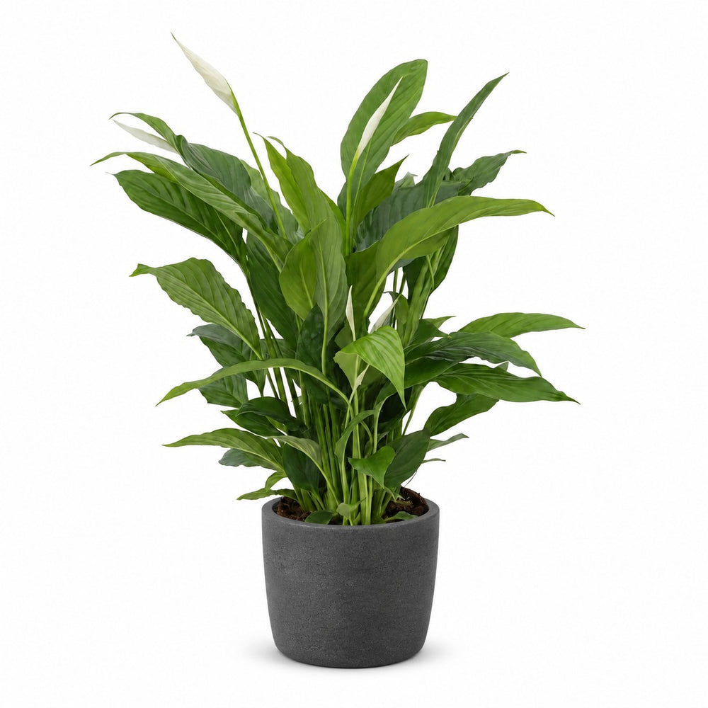 Spathiphyllum Torelli - 65cm, Stylingbeispiel im Übertopf (Übertopf nicht enthalten)