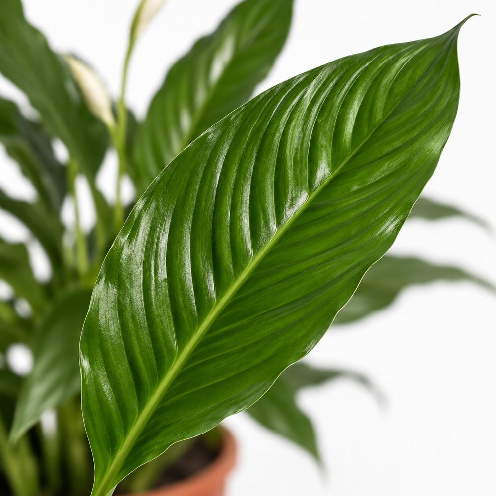 Spathiphyllum Vivaldi, Nahaufnahme Blatt