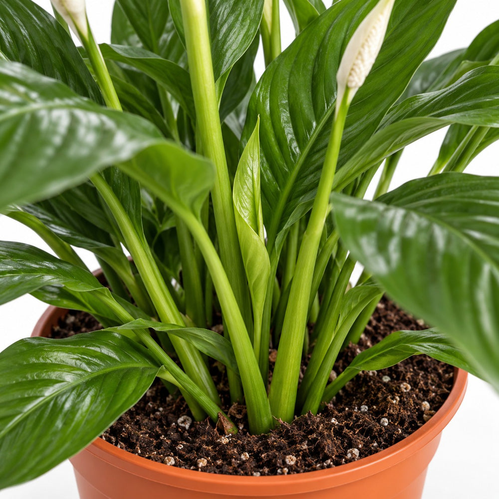 Spathiphyllum Vivaldi, Nahaufnahme Wuchs und Triebansatz