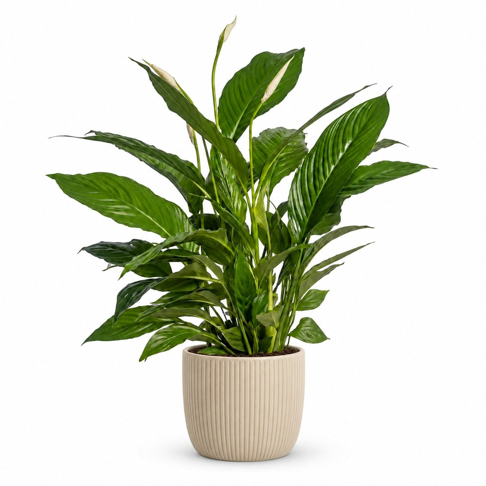 Spathiphyllum Vivaldi - 70cm, Stylingbeispiel im Übertopf (Übertopf nicht enthalten)