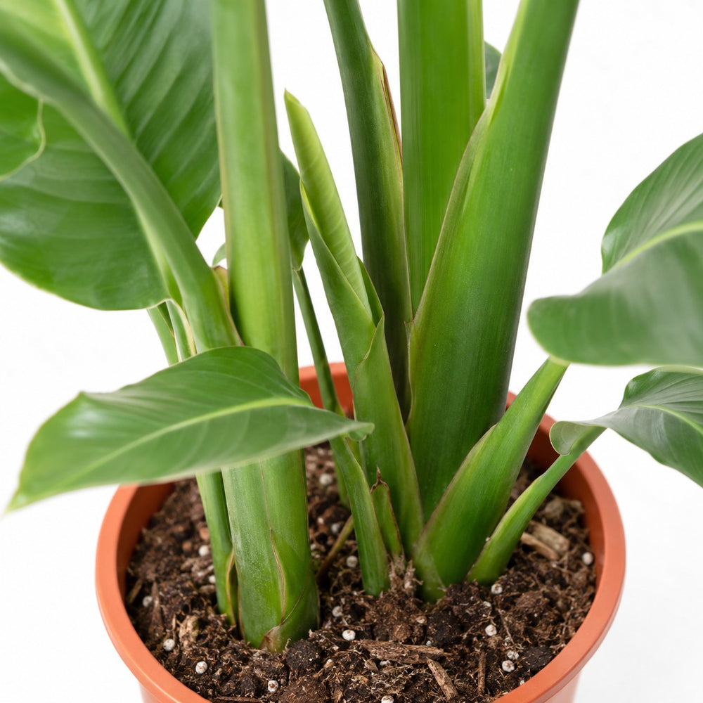 Strelitzia Nicolai (100cm, Ø21cm), Nahaufnahme Wuchs und Triebansatz