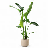 Strelitzia Nicolai (100cm, Ø21cm), Stylingbeispiel im Übertopf (Übertopf nicht enthalten)