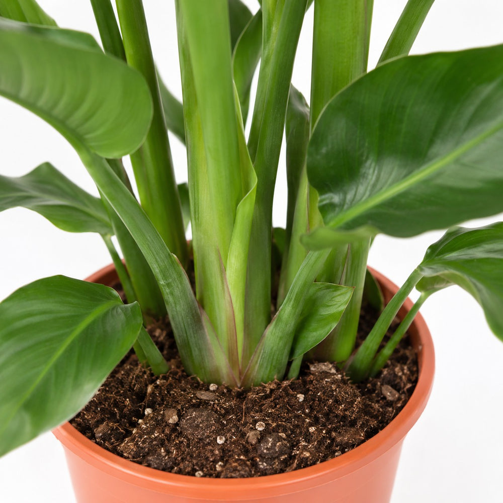 Strelitzia Nicolai (110cm, Ø24cm), Nahaufnahme Wuchs und Triebansatz