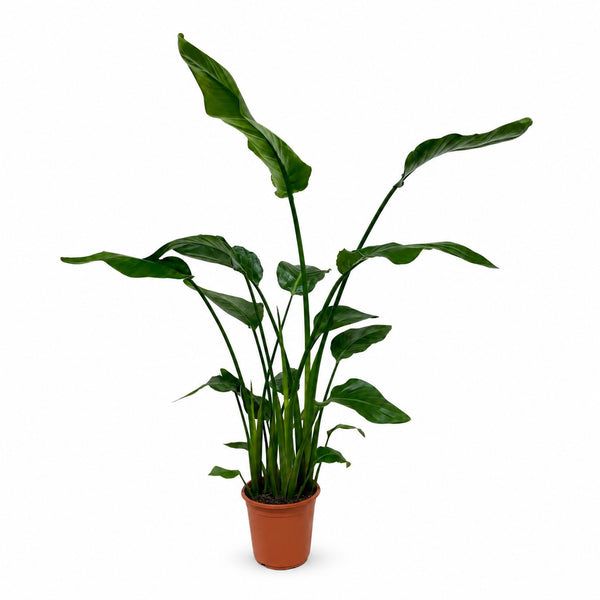 Strelitzia Nicolai (120cm, Ø21cm) im Kulturtopf