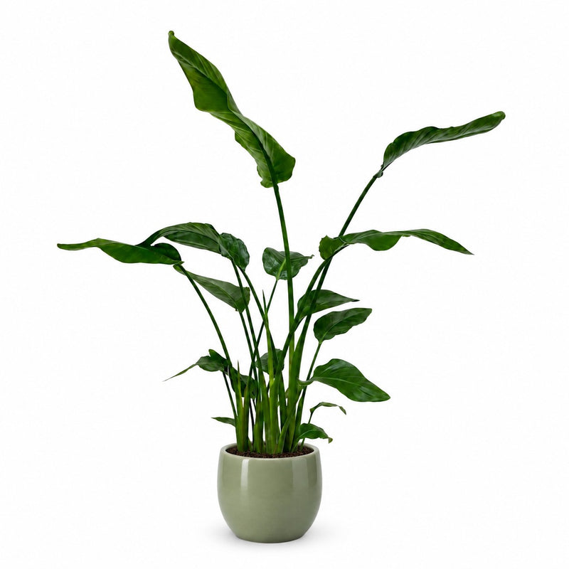 Strelitzia Nicolai Detail