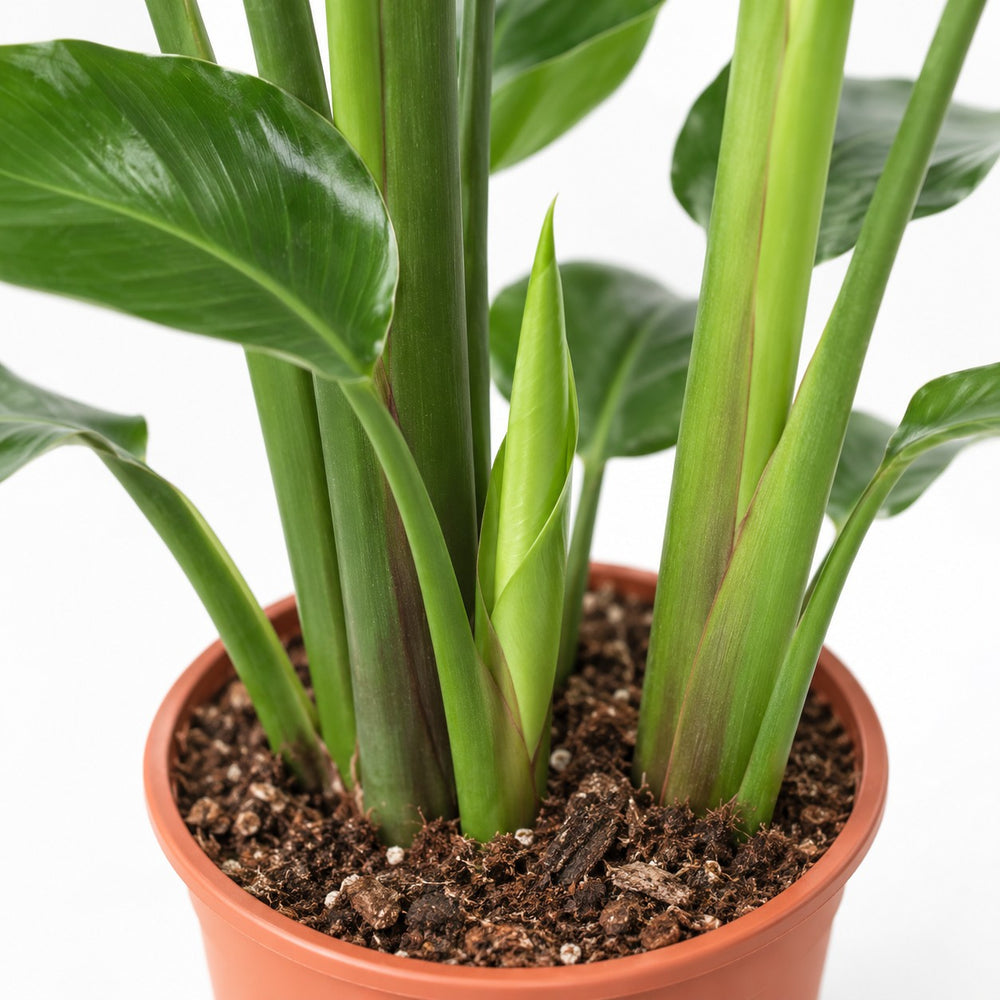 Strelitzia Nicolai, Nahaufnahme Wuchs und Triebansatz