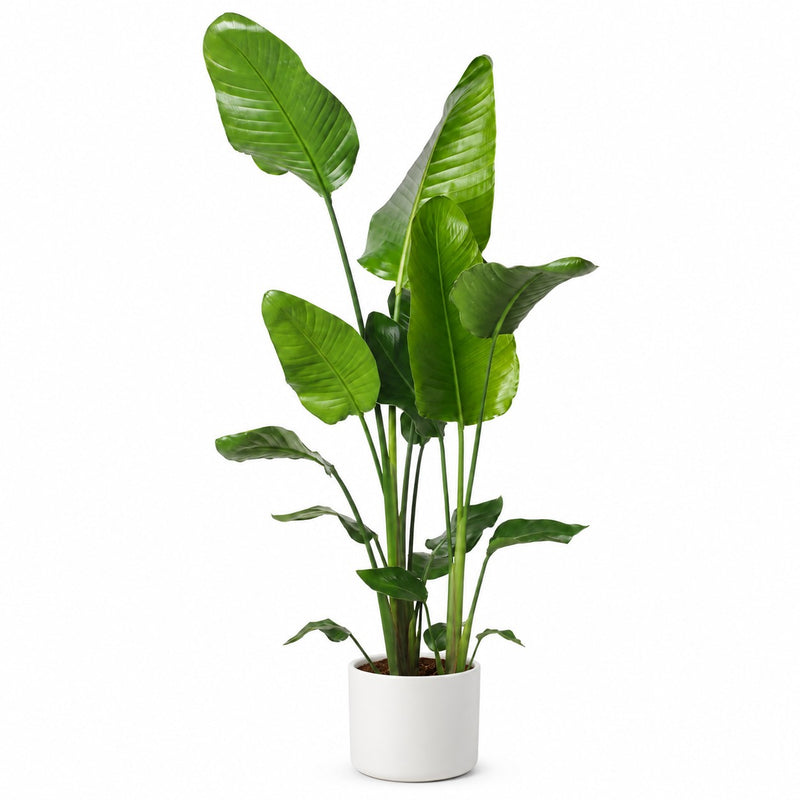 Strelitzia Nicolai - 130cm Detail
