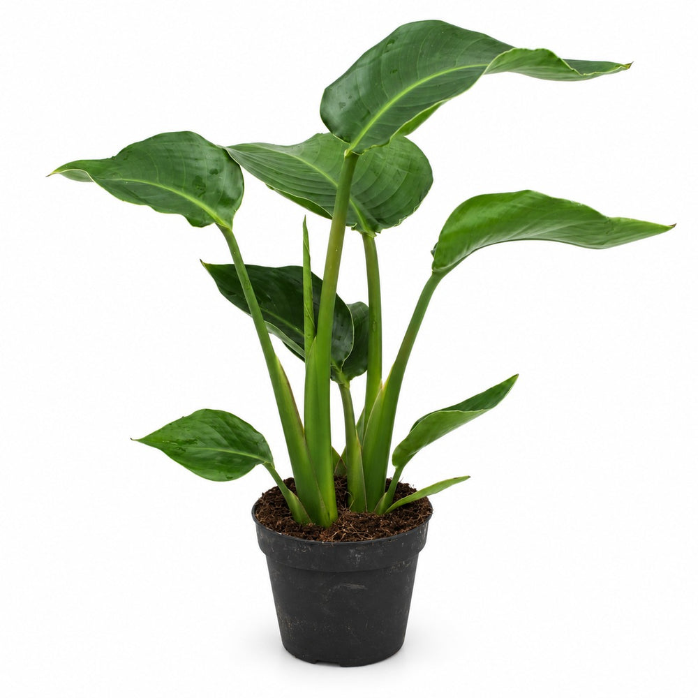 Strelitzia Nicolai - 35cm im Kulturtopf
