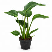 Strelitzia Nicolai - 35cm im Kulturtopf