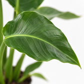 Strelitzia Nicolai, Nahaufnahme Blatt