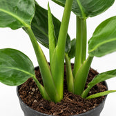 Strelitzia Nicolai, Nahaufnahme Wuchs und Triebansatz