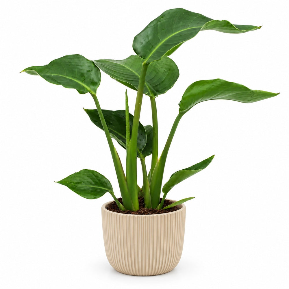 Strelitzia Nicolai - 35cm, Stylingbeispiel im Übertopf (Übertopf nicht enthalten)