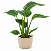 Strelitzia Nicolai - 35cm, Stylingbeispiel im Übertopf (Übertopf nicht enthalten)