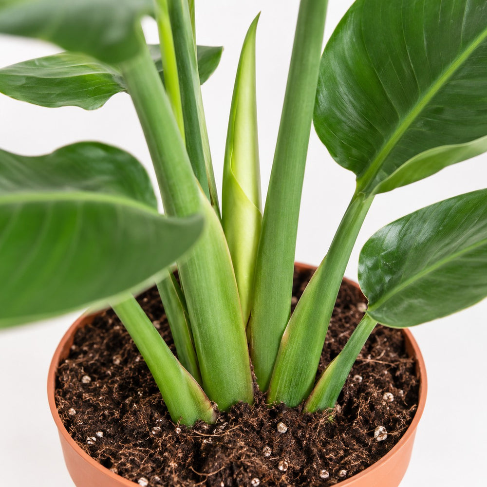 Strelitzia Nicolai (60cm, Ø17cm), Nahaufnahme Wuchs und Triebansatz