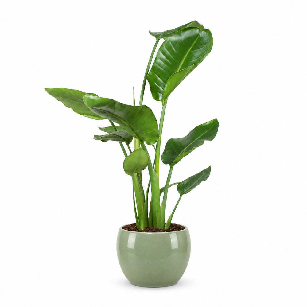 Strelitzia Nicolai (60cm, Ø17cm), Stylingbeispiel im Übertopf (Übertopf nicht enthalten)