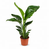 Strelitzia Nicolai (70cm, Ø17cm) im Kulturtopf