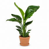 Strelitzia Nicolai (70cm, Ø17cm), Stylingbeispiel im Übertopf (Übertopf nicht enthalten)