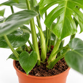 Strelitzia Nicolai, Nahaufnahme Wuchs und Triebansatz