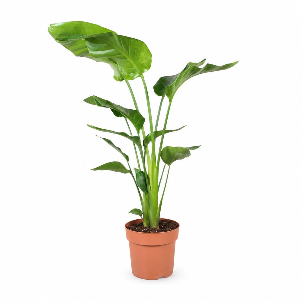 Strelitzia Nicolai - 90cm (Ø21cm) im Kulturtopf