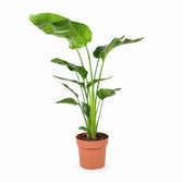 Strelitzia Nicolai - 90cm (Ø21cm) im Kulturtopf