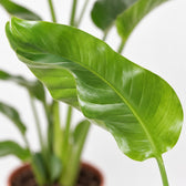 Strelitzia Nicolai, Nahaufnahme Blatt