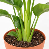 Strelitzia Nicolai, Nahaufnahme Wuchs und Triebansatz