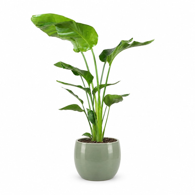 Strelitzia Nicolai - 90cm (Ø21cm) Detail