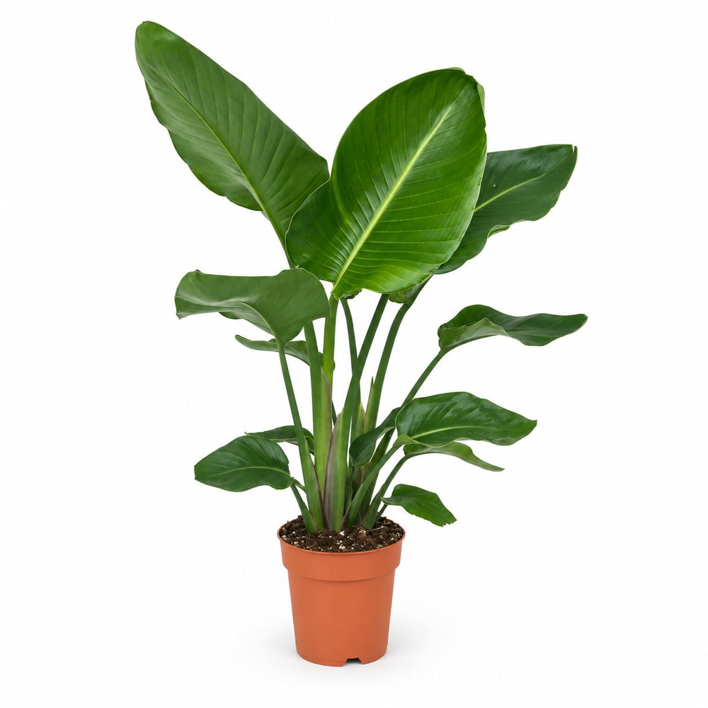 Strelitzia Nicolai (95cm, Ø19cm) im Kulturtopf