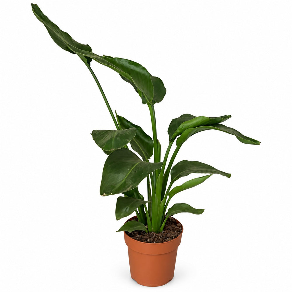 Strelitzia Nicolai Duo - 65cm im Kulturtopf