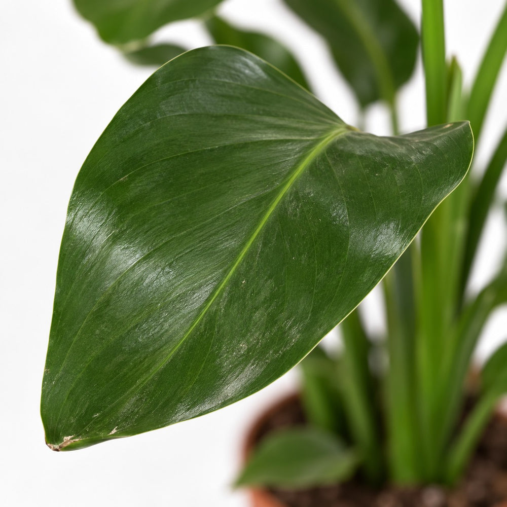 Strelitzia Nicolai Duo, Nahaufnahme Blatt