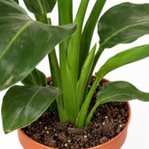 Strelitzia Nicolai Duo, Nahaufnahme Wuchs und Triebansatz