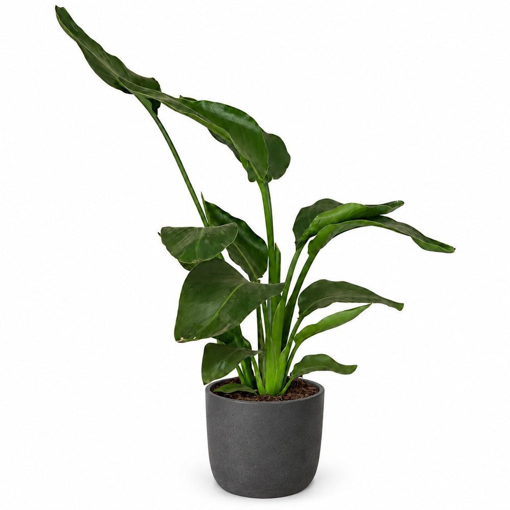 Strelitzia Nicolai Duo - 65cm, Stylingbeispiel im Übertopf (Übertopf nicht enthalten)