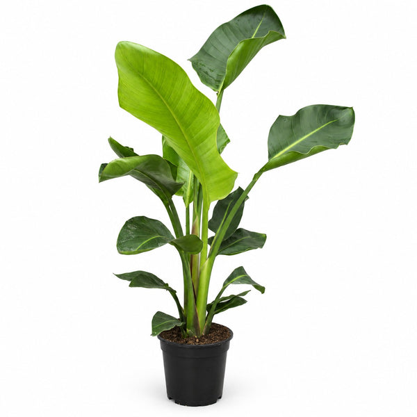 Strelitzia Nicolai Duo - 70cm im Kulturtopf