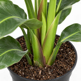 Strelitzia Nicolai Duo, Nahaufnahme Wuchs und Triebansatz
