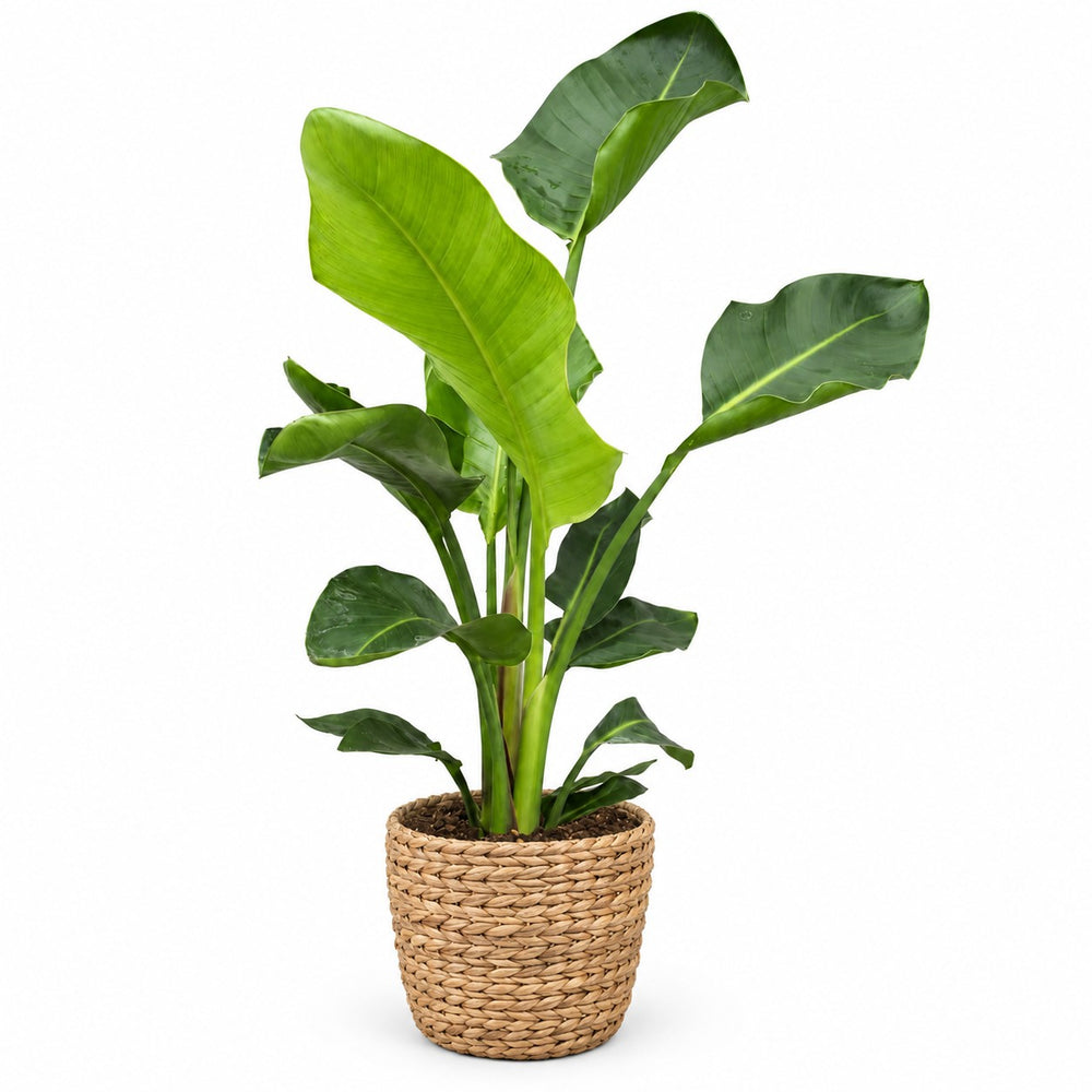 Strelitzia Nicolai Duo - 70cm, Stylingbeispiel im Übertopf (Übertopf nicht enthalten)