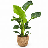 Strelitzia Nicolai Duo - 70cm, Stylingbeispiel im Übertopf (Übertopf nicht enthalten)