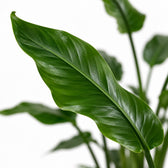 Strelitzia Nicolai, Nahaufnahme Blatt