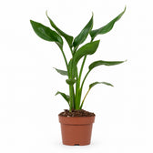 Strelitzia Reginae - 35cm im Kulturtopf