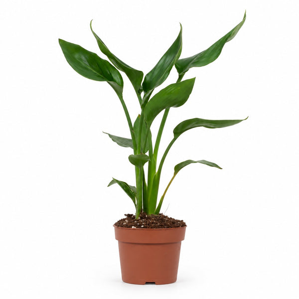 Strelitzia Reginae - 35cm im Kulturtopf
