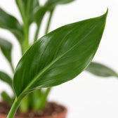 Strelitzia Reginae, Nahaufnahme Blatt