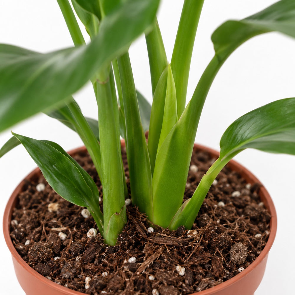 Strelitzia Reginae, Nahaufnahme Wuchs und Triebansatz