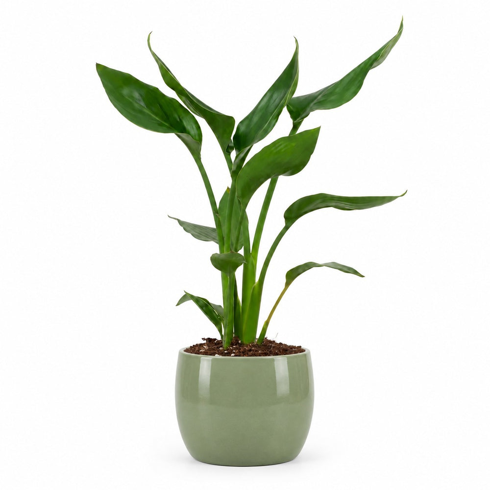 Strelitzia Reginae - 35cm, Stylingbeispiel im Übertopf (Übertopf nicht enthalten)
