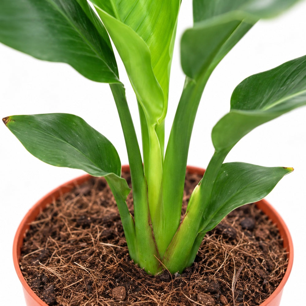 Strelitzia Reginea, Nahaufnahme Wuchs und Triebansatz