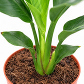 Strelitzia Reginea, Nahaufnahme Wuchs und Triebansatz