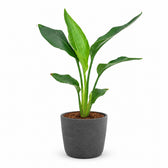 Strelitzia Reginea - 40cm, Stylingbeispiel im Übertopf (Übertopf nicht enthalten)