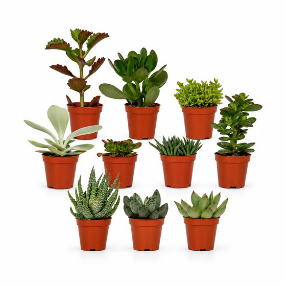Sukkulenten Mix - 10 Stück - 7cm