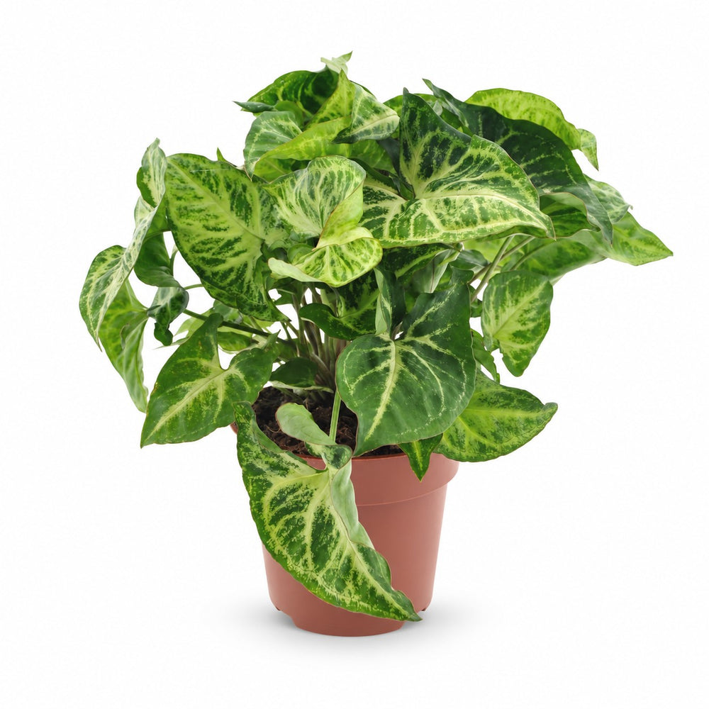 Syngonium Arrow - 25cm im Kulturtopf