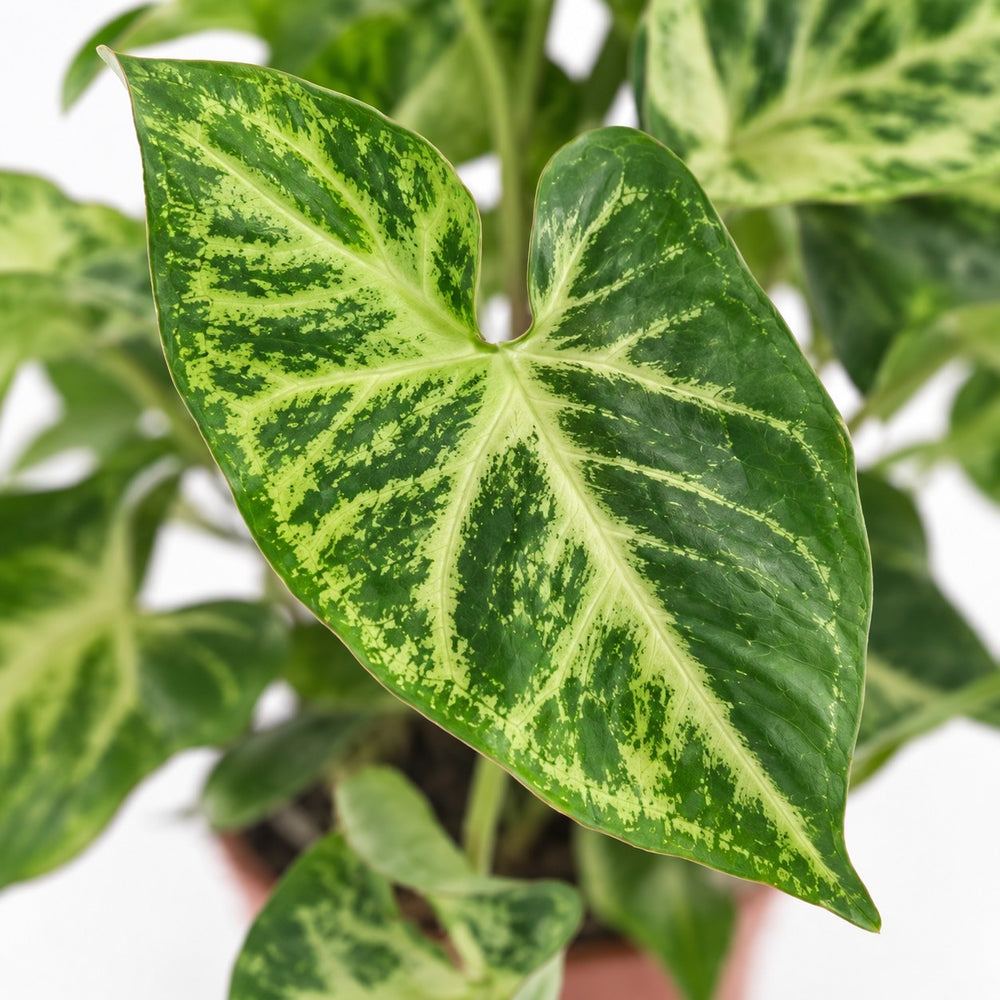 Syngonium Arrow, Nahaufnahme Blatt